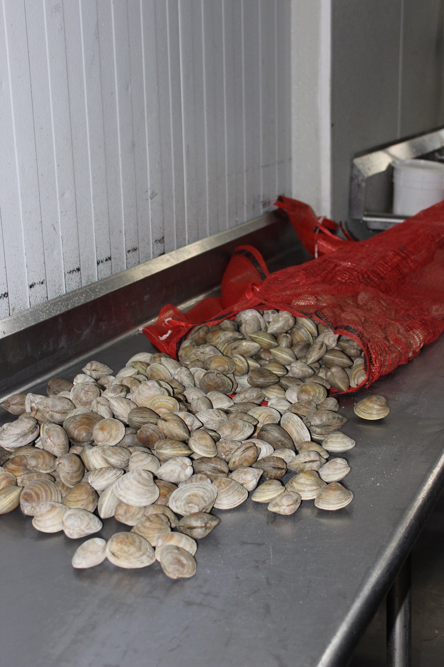 Littleneck Clams