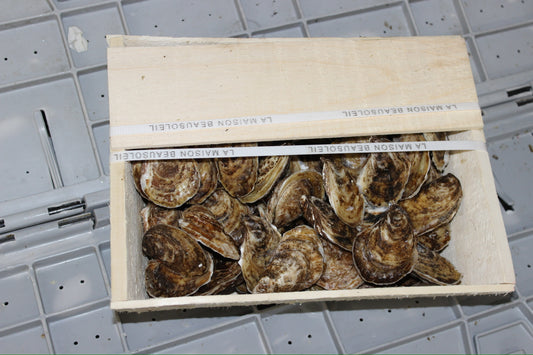 Beausoliel Oysters