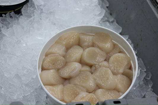 Scallops U10 Dry